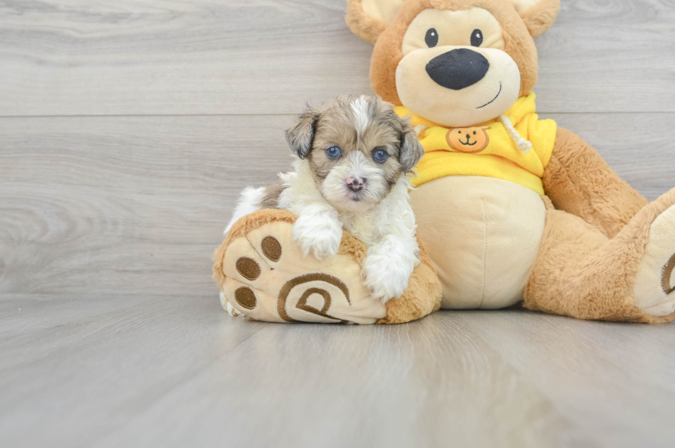 8 week old Shih Poo Puppy For Sale - Florida Fur Babies
