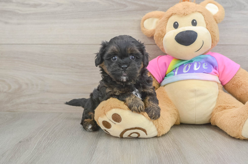 5 week old Shih Poo Puppy For Sale - Florida Fur Babies