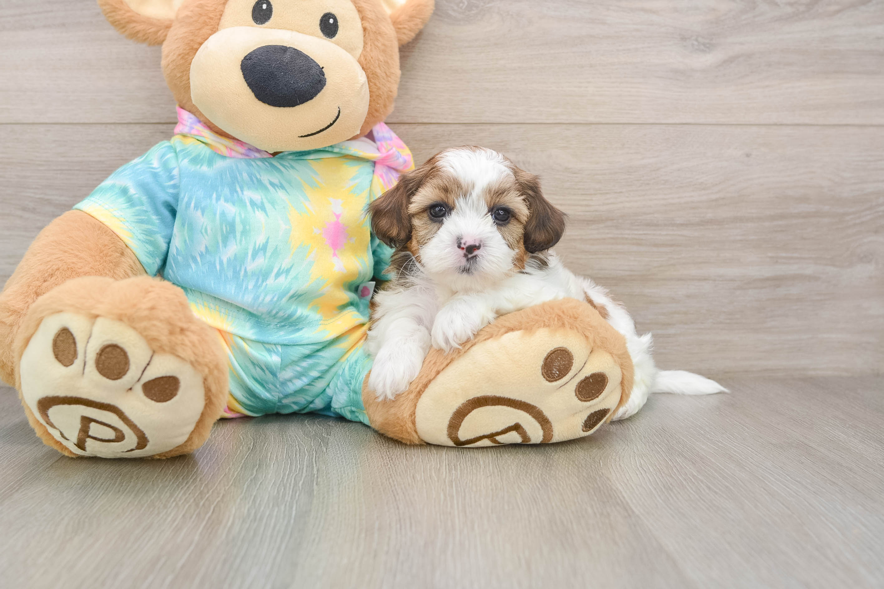 Shih Poo Puppy for Adoption