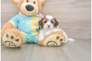 Shih Poo Puppy for Adoption