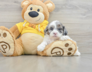 9 week old Shih Poo Puppy For Sale - Florida Fur Babies