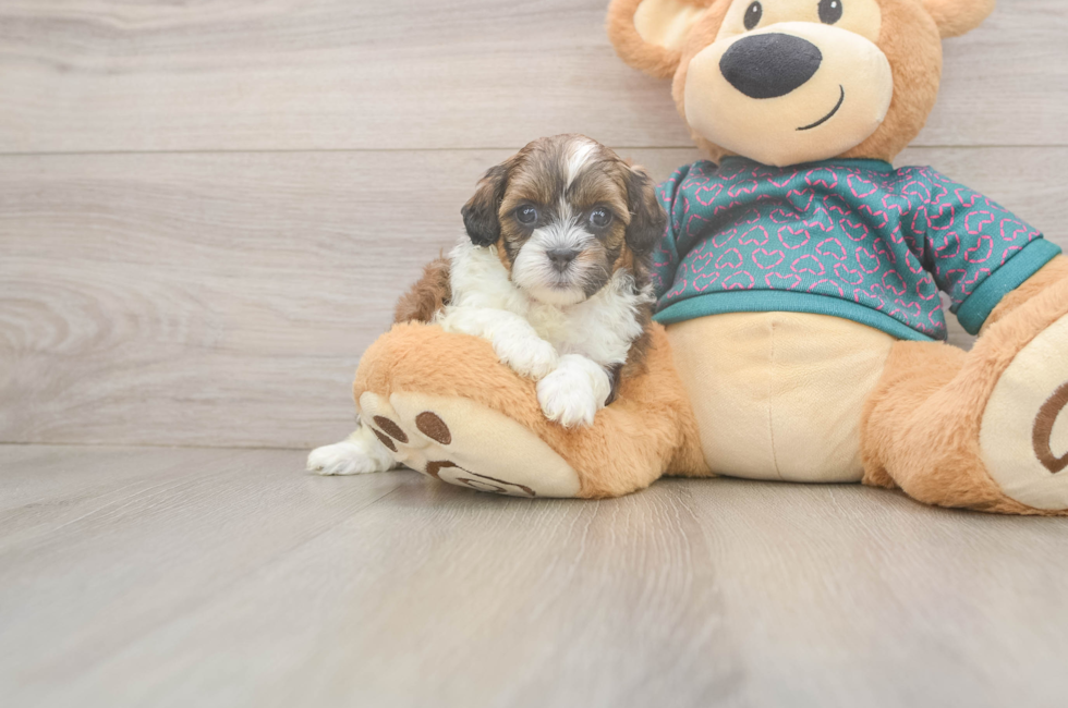 5 week old Shih Poo Puppy For Sale - Florida Fur Babies