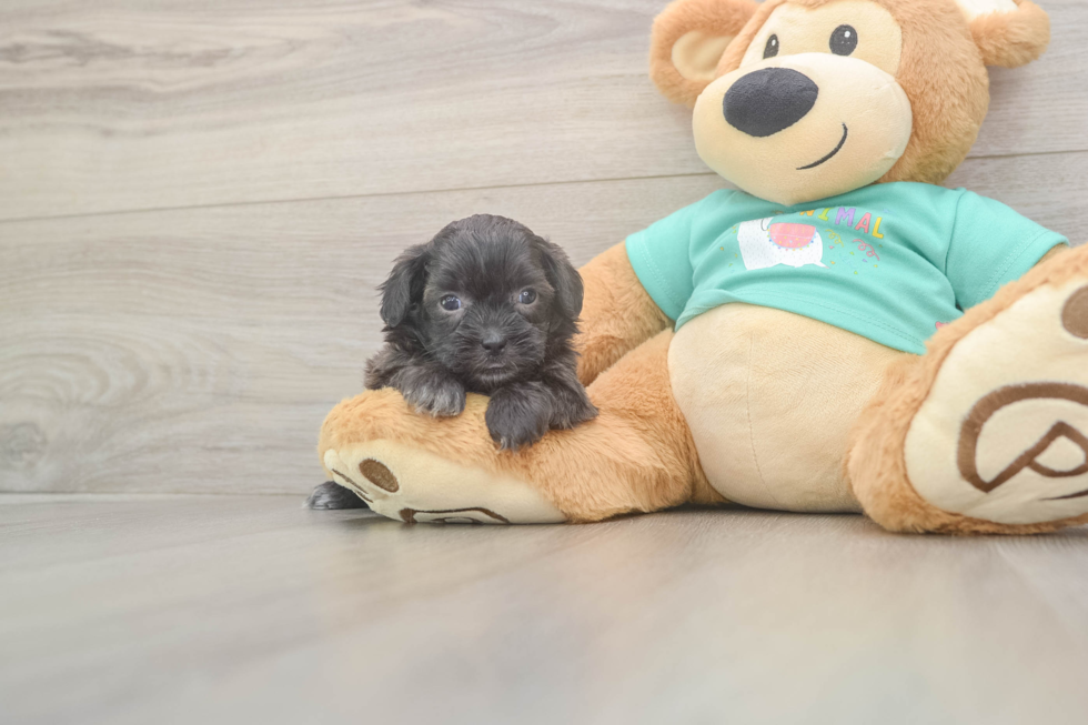 Meet Daffy - our Shih Poo Puppy Photo  2/3 - Florida Fur Babies Funny Shih Poo Poodle Mix Pup