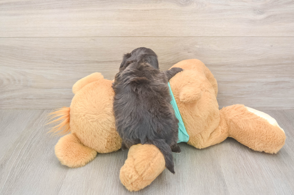 Meet Daffy - our Shih Poo Puppy Photo  3/3 - Florida Fur Babies Playful Shih Poo Poodle Mix Puppy