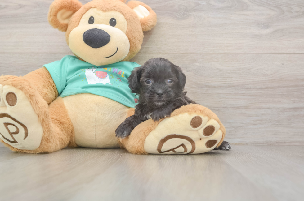 5 week old Shih Poo Puppy For Sale - Florida Fur Babies