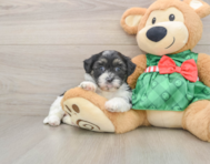 6 week old Shih Poo Puppy For Sale - Florida Fur Babies