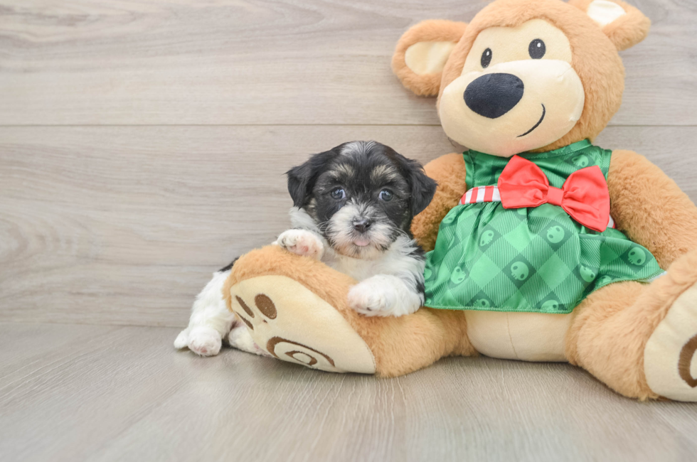 5 week old Shih Poo Puppy For Sale - Florida Fur Babies
