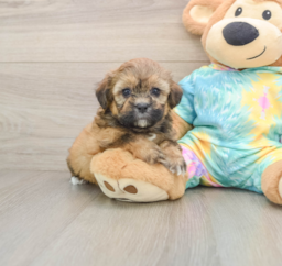 5 week old Shih Poo Puppy For Sale - Florida Fur Babies
