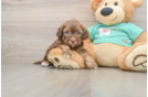 Small Shih Poo Baby