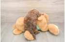 Shih Poo Puppy for Adoption