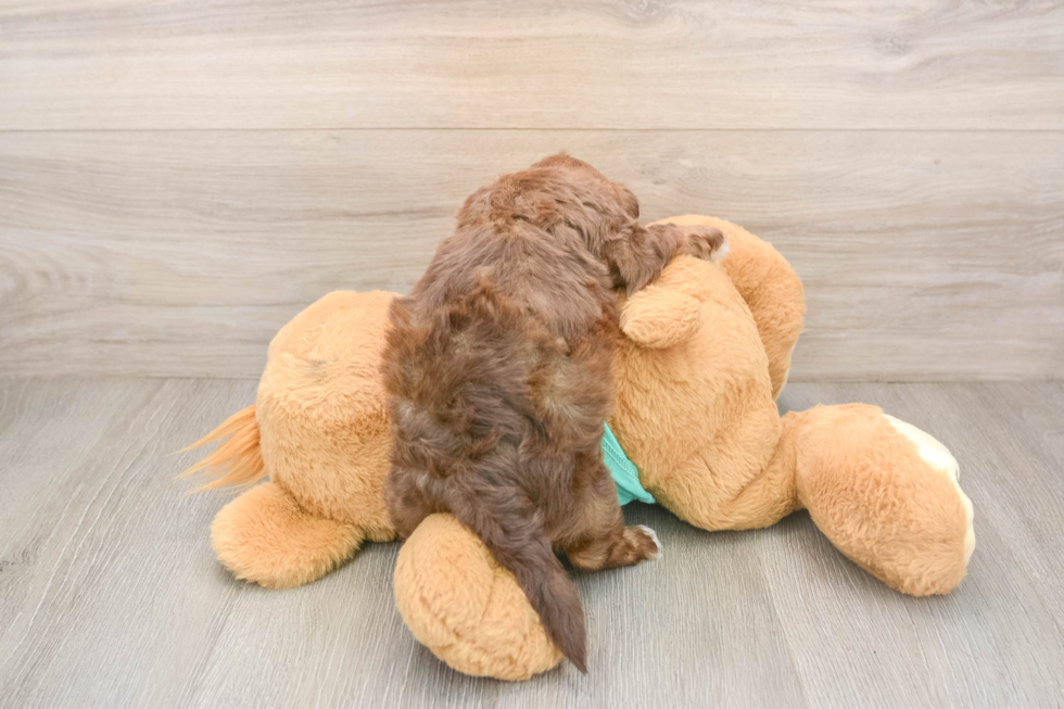 Shih Poo Puppy for Adoption