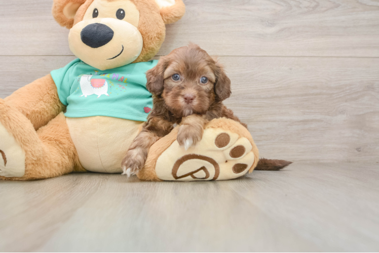 Popular Shih Poo Poodle Mix Pup