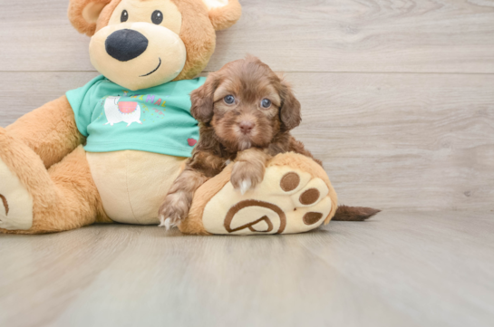 Popular Shih Poo Poodle Mix Pup