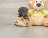 6 week old Shih Poo Puppy For Sale - Florida Fur Babies