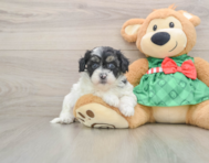 6 week old Shih Poo Puppy For Sale - Florida Fur Babies