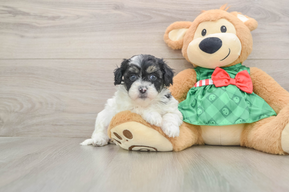 5 week old Shih Poo Puppy For Sale - Florida Fur Babies