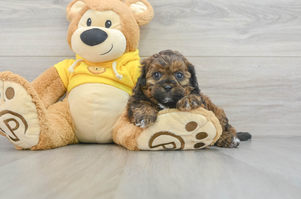 5 week old Shih Poo Puppy For Sale - Florida Fur Babies