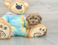 6 week old Shih Poo Puppy For Sale - Florida Fur Babies