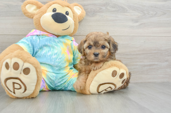 Playful Shihpoo Poodle Mix Puppy