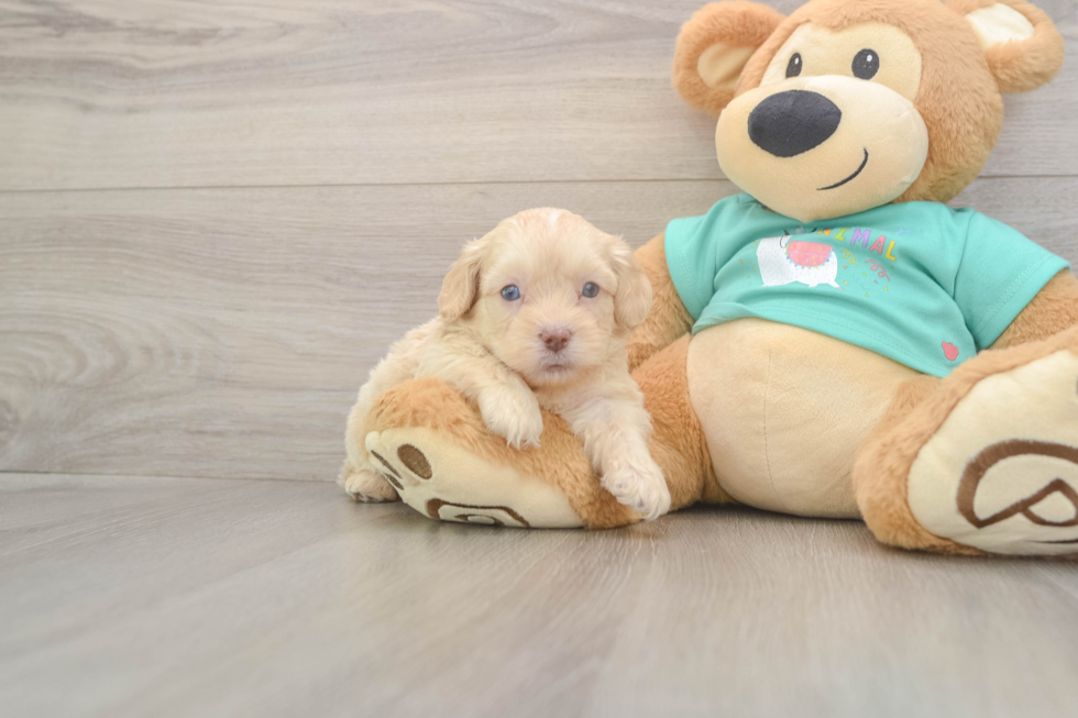 Meet Decker - our Shih Poo Puppy Photo  2/3 - Florida Fur Babies Energetic Shih Poo Poodle Mix Puppy