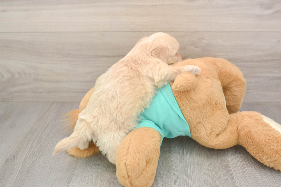 Meet Decker - our Shih Poo Puppy Photo  3/3 - Florida Fur Babies Shih Poo Pup Being Cute