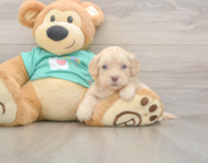 7 week old Shih Poo Puppy For Sale - Florida Fur Babies