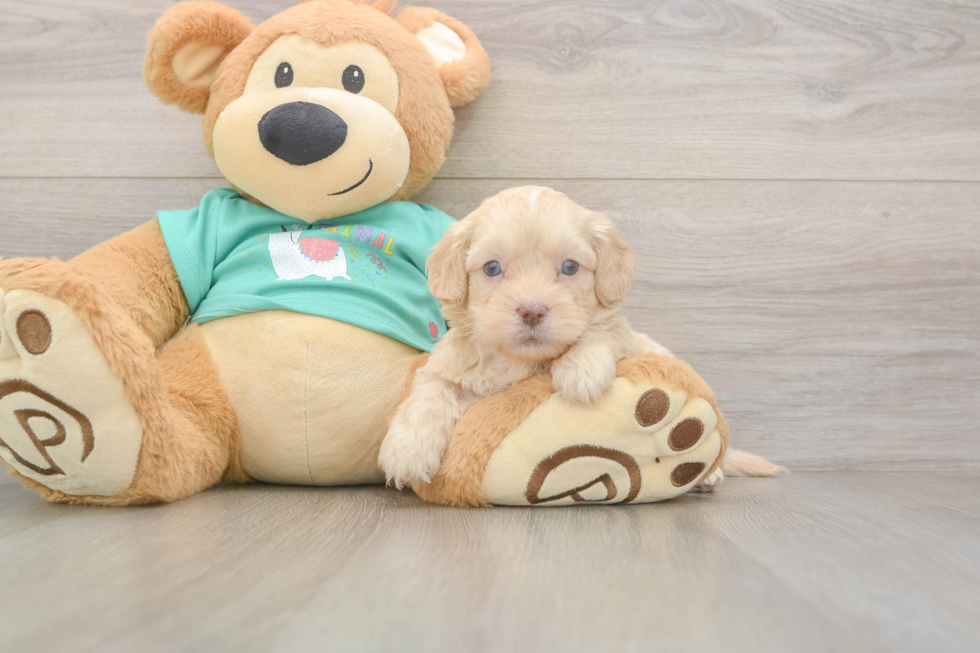 Meet Decker - our Shih Poo Puppy Photo  1/3 - Florida Fur Babies Sweet Shih Poo Baby