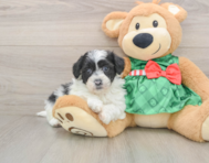 5 week old Shih Poo Puppy For Sale - Florida Fur Babies
