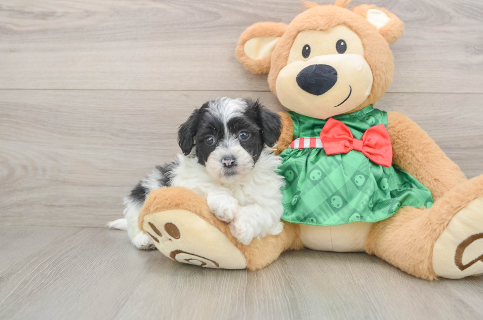 5 week old Shih Poo Puppy For Sale - Florida Fur Babies