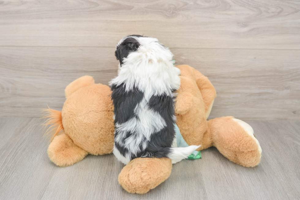 Shih Poo Puppy for Adoption