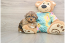 Friendly Shih Poo Baby