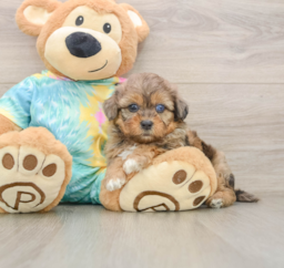 5 week old Shih Poo Puppy For Sale - Florida Fur Babies