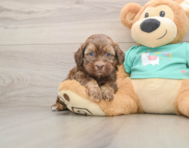 7 week old Shih Poo Puppy For Sale - Florida Fur Babies