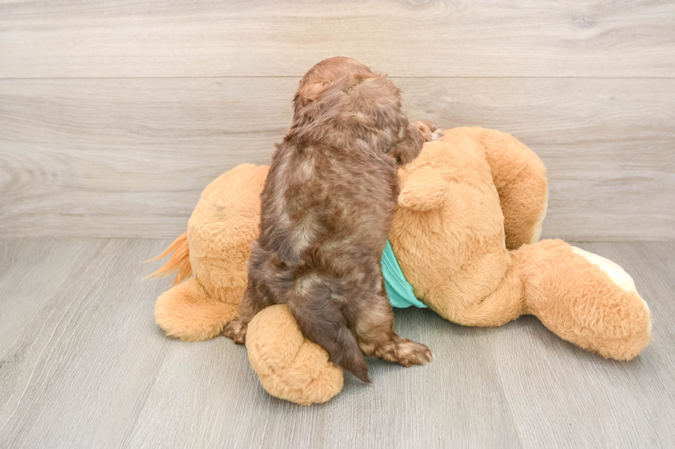 Fluffy Shih Poo Poodle Mix Pup