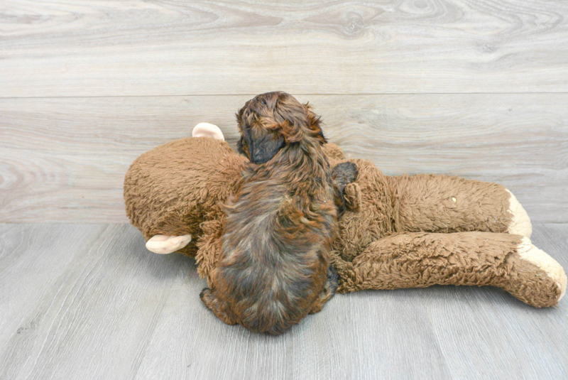 Meet Declan - our Shih Poo Puppy Photo 2/3 - Florida Fur Babies