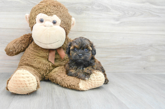 Best Shih Poo Baby