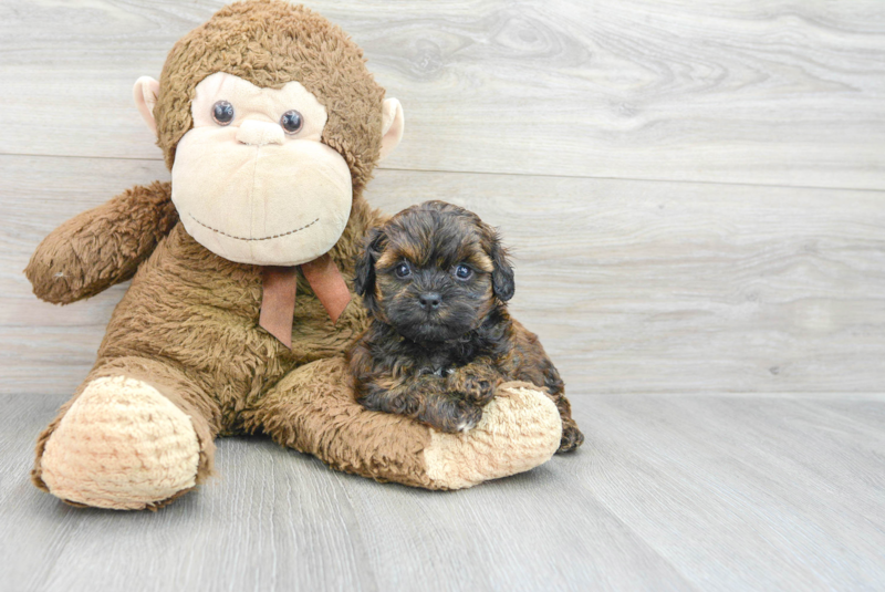 Meet Declan - our Shih Poo Puppy Photo 3/3 - Florida Fur Babies
