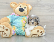 6 week old Shih Poo Puppy For Sale - Florida Fur Babies