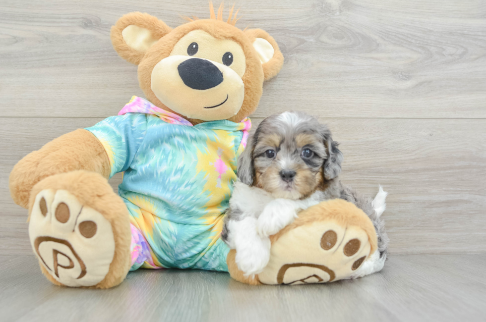 6 week old Shih Poo Puppy For Sale - Florida Fur Babies