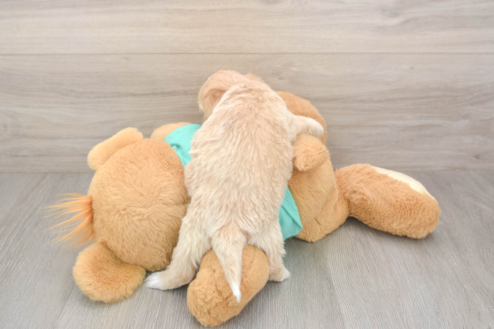 Meet Declan - our Shih Poo Puppy Photo  2/2 - Florida Fur Babies Happy Shih Poo Baby