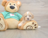 7 week old Shih Poo Puppy For Sale - Florida Fur Babies