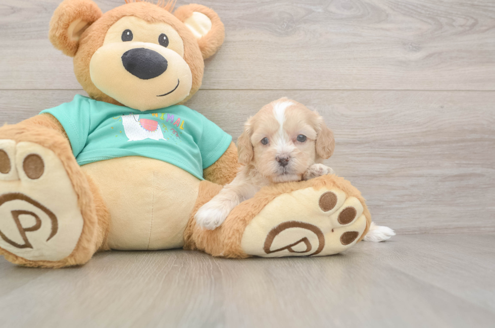 5 week old Shih Poo Puppy For Sale - Florida Fur Babies