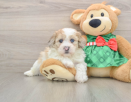 5 week old Shih Poo Puppy For Sale - Florida Fur Babies