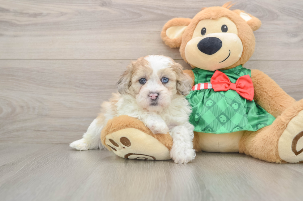 5 week old Shih Poo Puppy For Sale - Florida Fur Babies