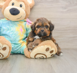 5 week old Shih Poo Puppy For Sale - Florida Fur Babies