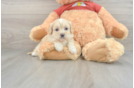 Popular Shih Poo Poodle Mix Pup