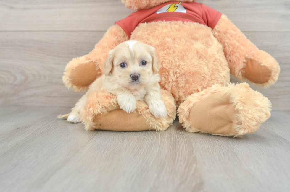 5 week old Shih Poo Puppy For Sale - Florida Fur Babies