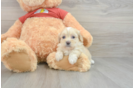 Adorable Shih Poo Poodle Mix Puppy