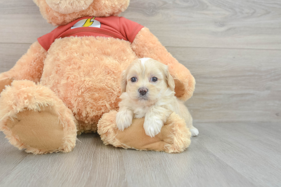 Adorable Shih Poo Poodle Mix Puppy