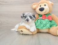 7 week old Shih Poo Puppy For Sale - Florida Fur Babies